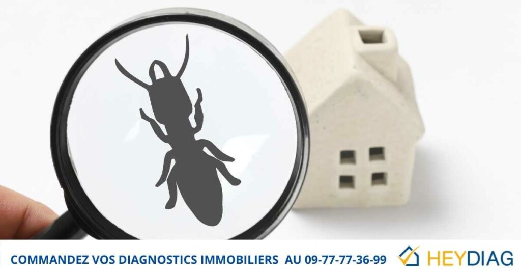 Diagnostic immobilier Termite