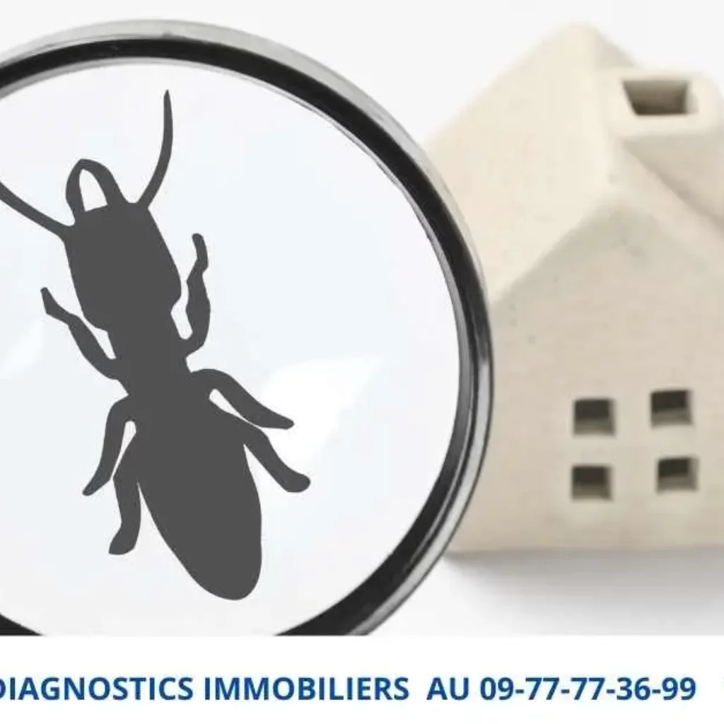Diagnostic termites à Paris et en Île-de-France — Heydiag