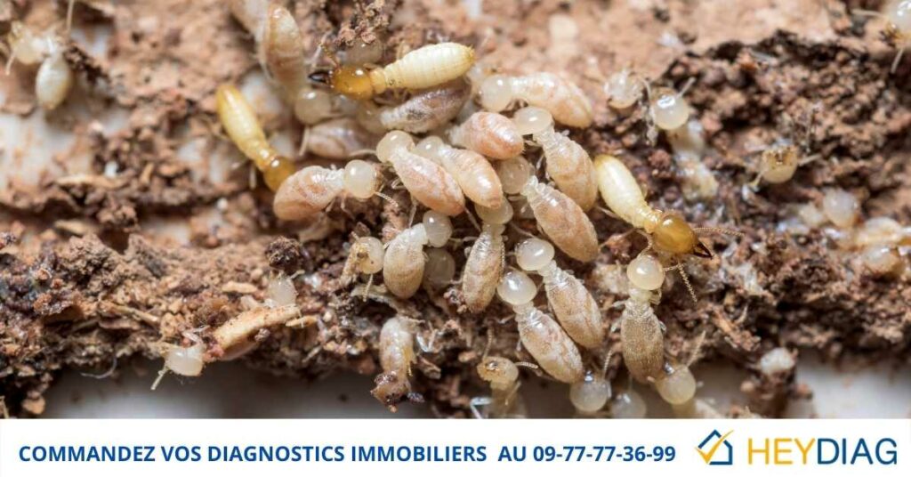 Diagnostic Termites Vente