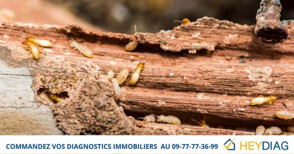 Validité diagnostic termite